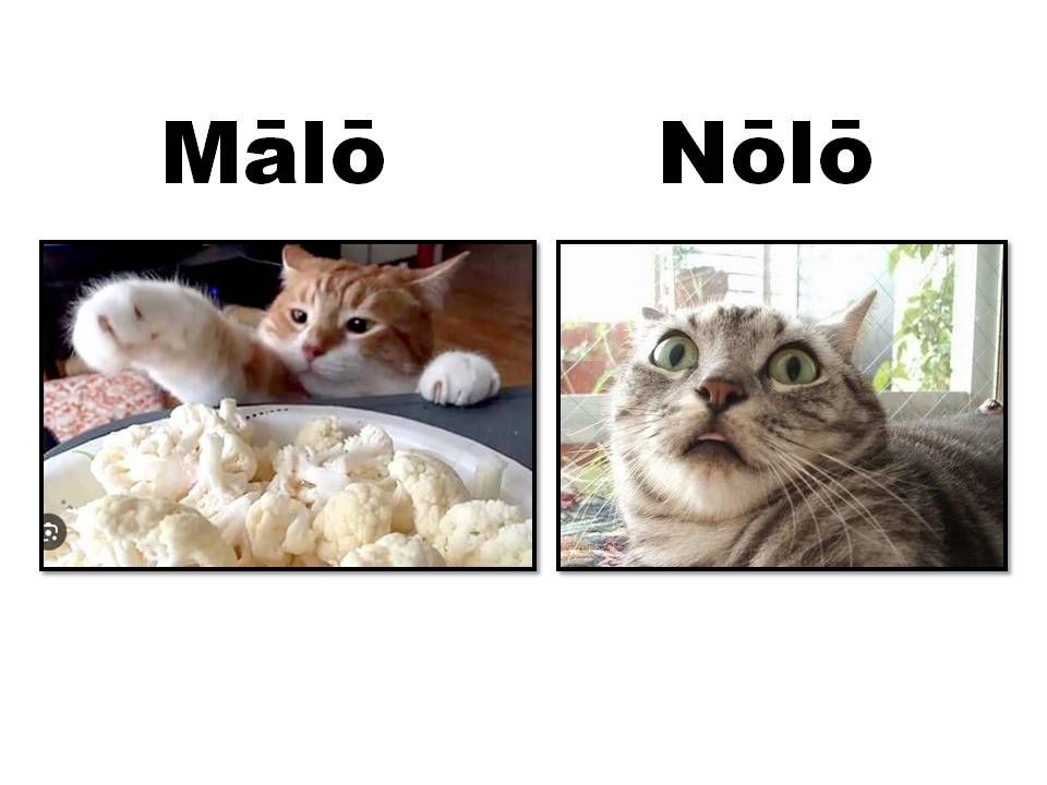 A cat reaching toward a bowl of cauliflower with "malo" above; a cat rejecting the universe with "nolo" above. Malo= want, nolo = do not want. 