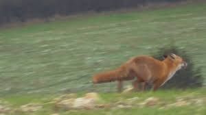 A fox, fleeing
