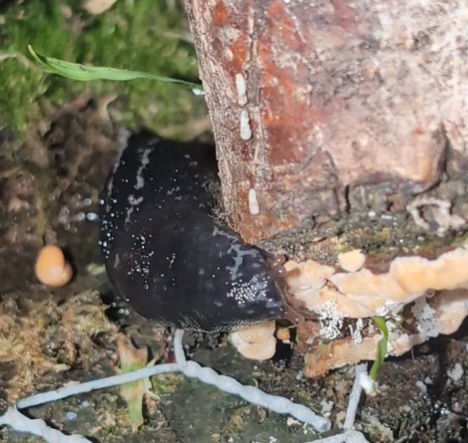 Ein Tigerschnegel, der an einem Bein vom Vogelhaus knabbert. Das Bein besteht aus Weichholz und scheint gut zu schmecken.