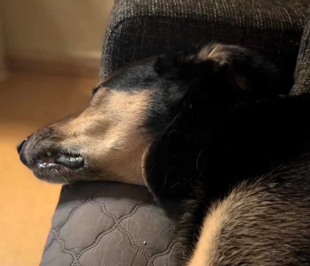 Ein Hund, der im Tiefschlaf die Lefzen hochgezogen hat.