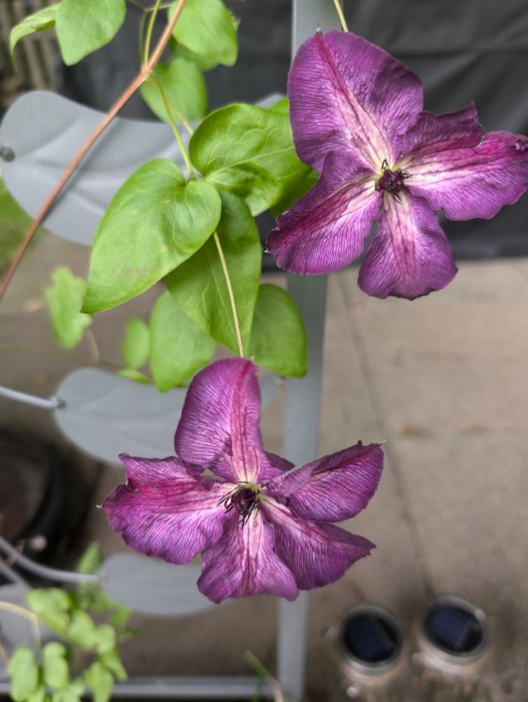 Clematisblüten in dunklem violett-rot mit rotem Streifen.