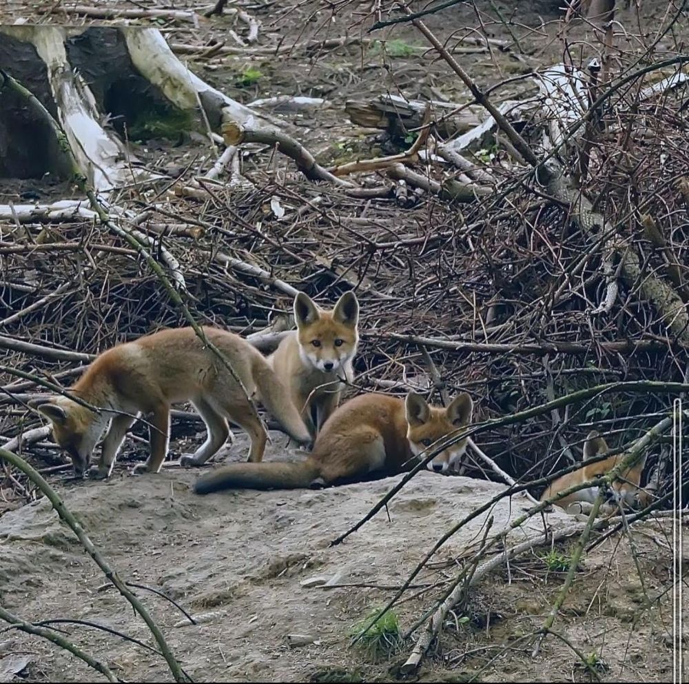 Vier Fuchswelpen vor einem Fuchsbau.