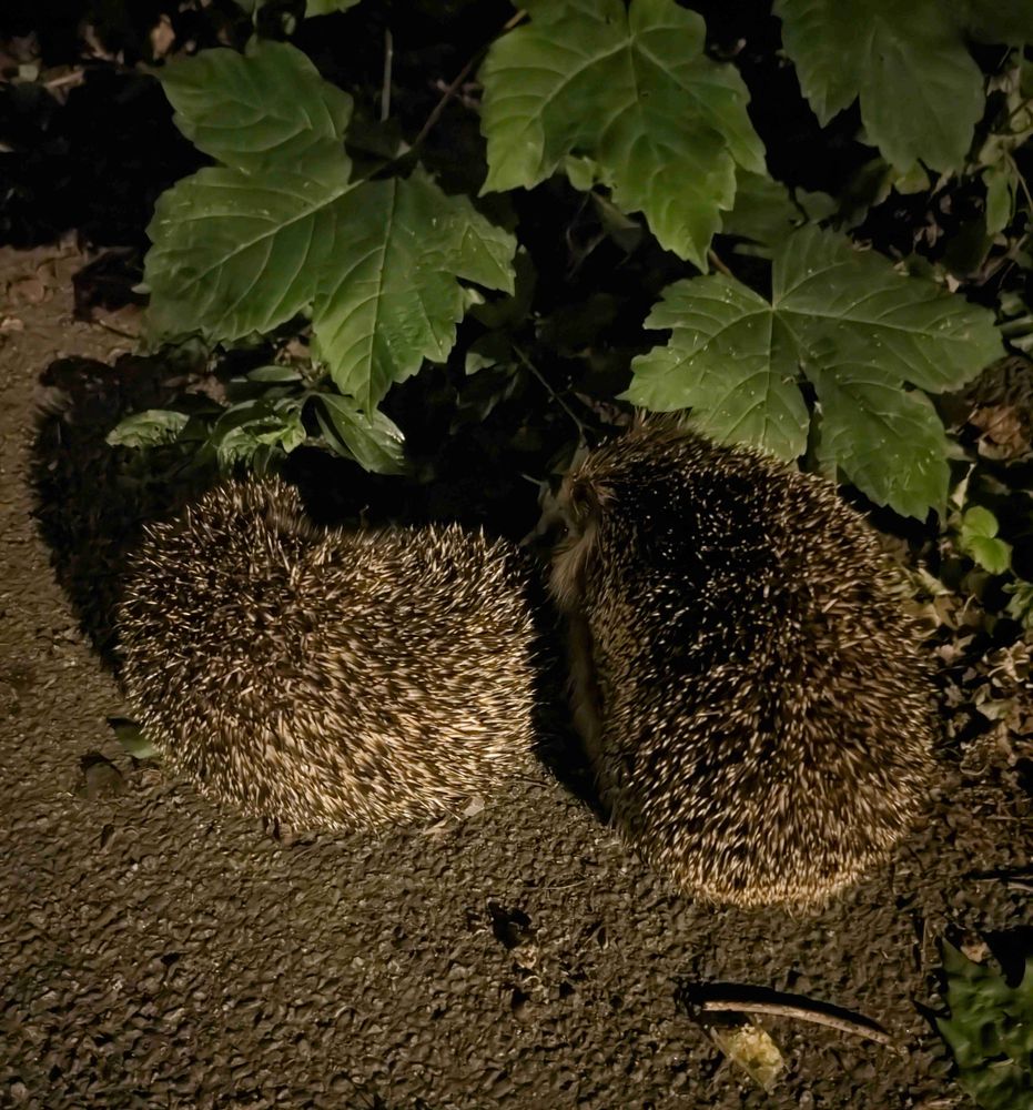 2 Igel aneinander gekuschelt.