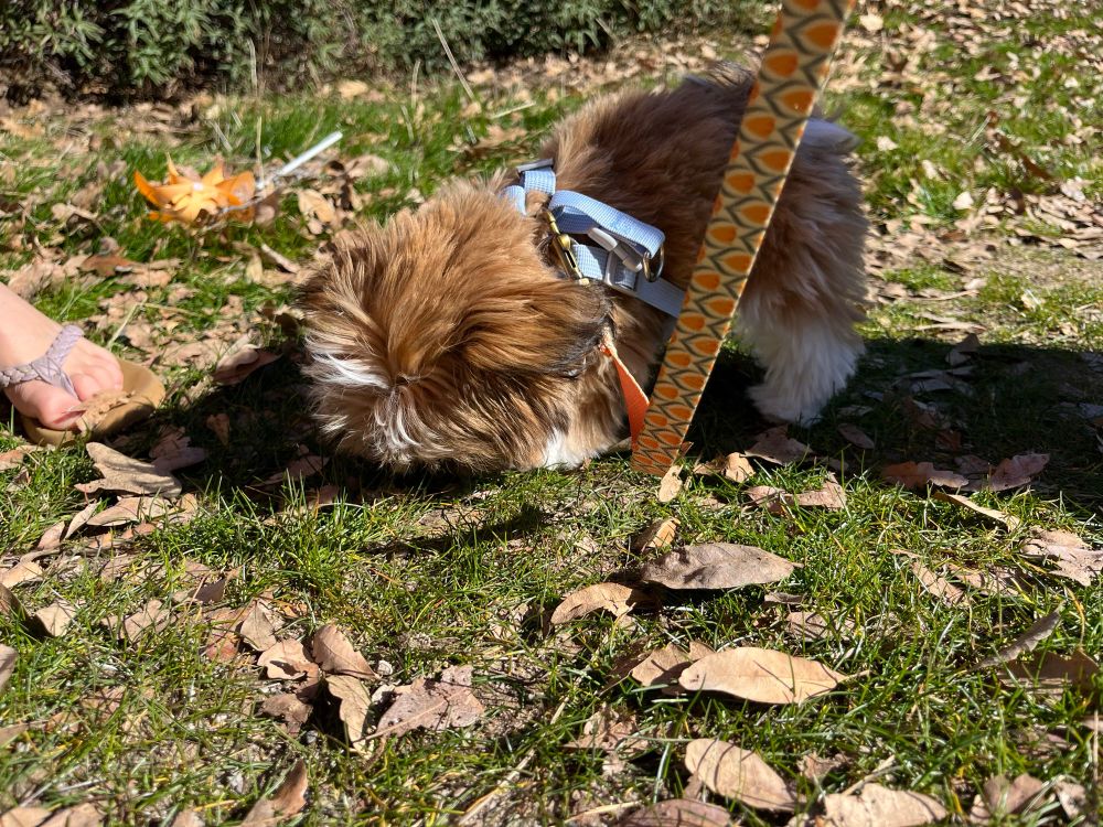 A brown and white shihtzu puppy sniffs some grass and leaves on a leashed walk.