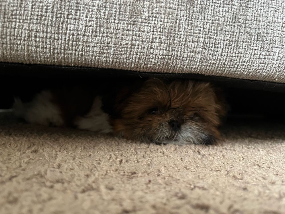 A small shihtzu puppy peeks out from under a grey sofa.