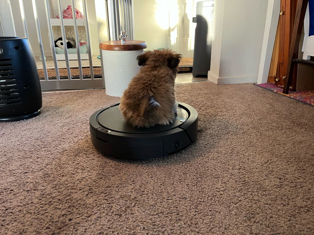 A tiny brown shihtzu puppy rides away on a robot vacuum as it cleans the carpet.