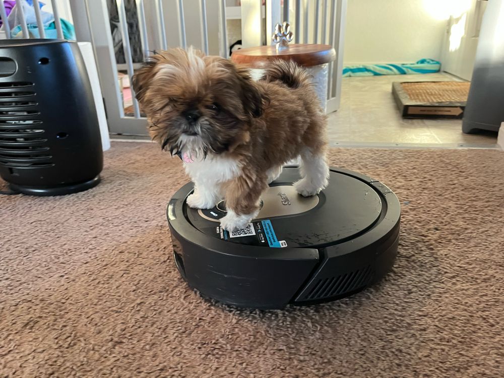 A tiny brown and white shihtzu puppy sits on a circular robot vacuum as it cleans the carpet.