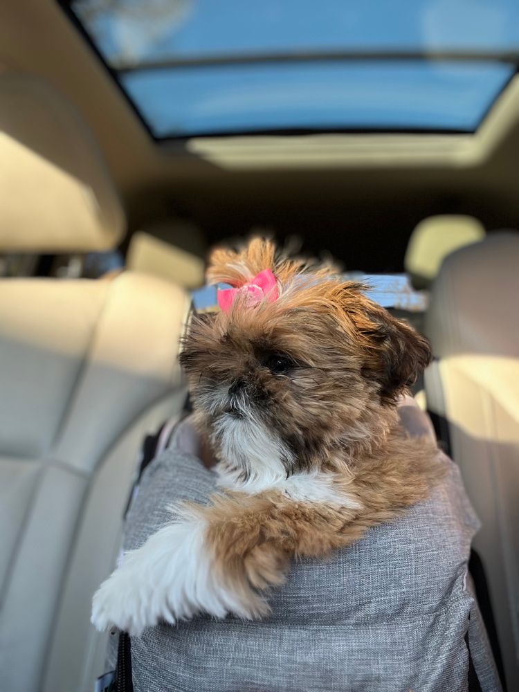 A brown and white shihtzu puppy looks out into the distance while riding in the front console seat of a car.