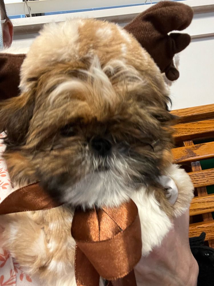 A small shihtzu puppy with a brown and white face looks at the camera, she has a deer antler hoodie on with a brown bow tied at the neck.