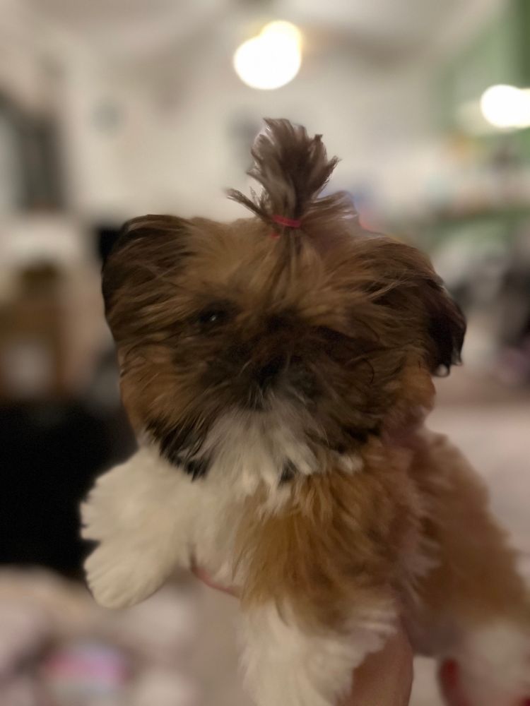 A small brown and white shihtzu puppy looks at the camera, her fluffy fur from her forehead is pulled up into a topknot ponytail.