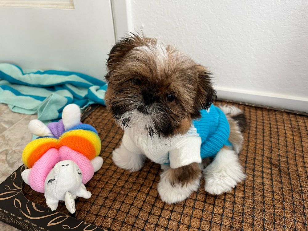 A tiny white and brown shihtzu puppy looks at the camera. She is wearing a white and blue knitted sweater. She’s sitting on a bark filled box next to a unicorn toy; a beach towel lies in the background against a white door.