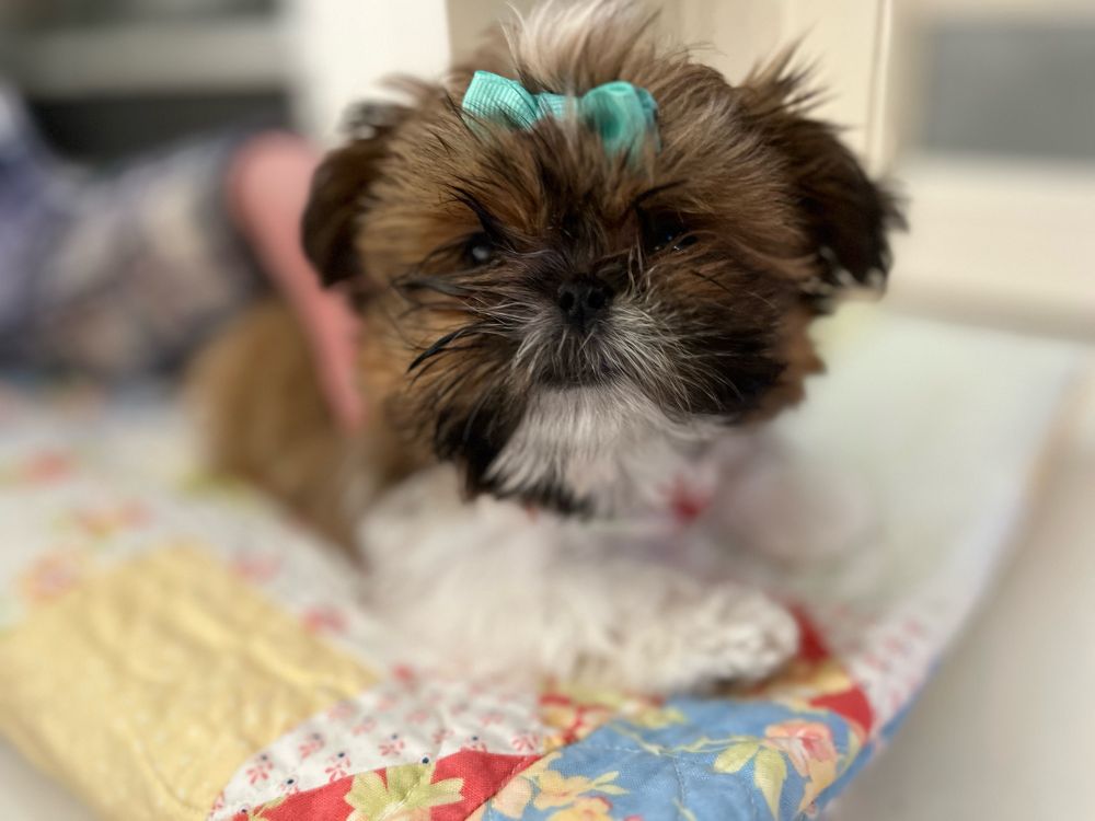 A brown faced shih tzu puppy looks at the camera. She has a white colored chin and paws. A small teal green bow is clipped to her fur on top of her head. She’s sitting on a red, blue, yellow and white floral quilt. The background is subtlety blurred.