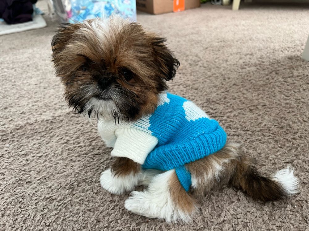 A tiny shihtzu puppy with a dark brown face and white paws looks over her shoulder at the camera. She is wearing a blue and white knitted sweater.