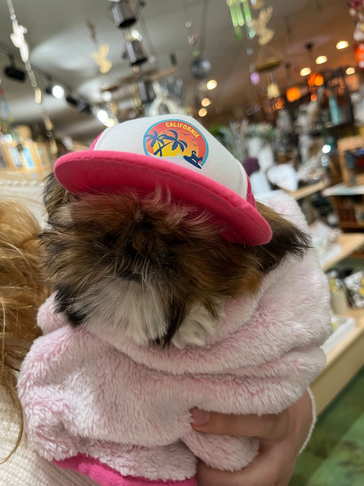 A small brown and white faced shihtzu puppy looks at the camera. She is bundled in a soft textured pink blanket and held by a person’s hand. She is wearing a pink and white baseball cap; a surfing dog, palm tree, sunset, and the word “California” are on a patch/logo on the hat above the bill.