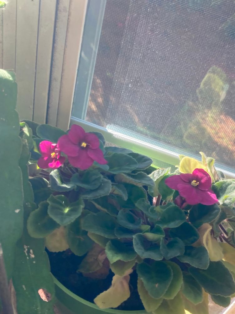 Purple African Violet in bloom in front of a window