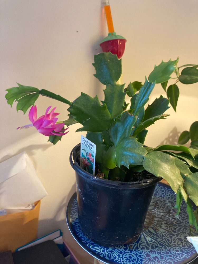 Pink bloom on a Christmas cactus.
