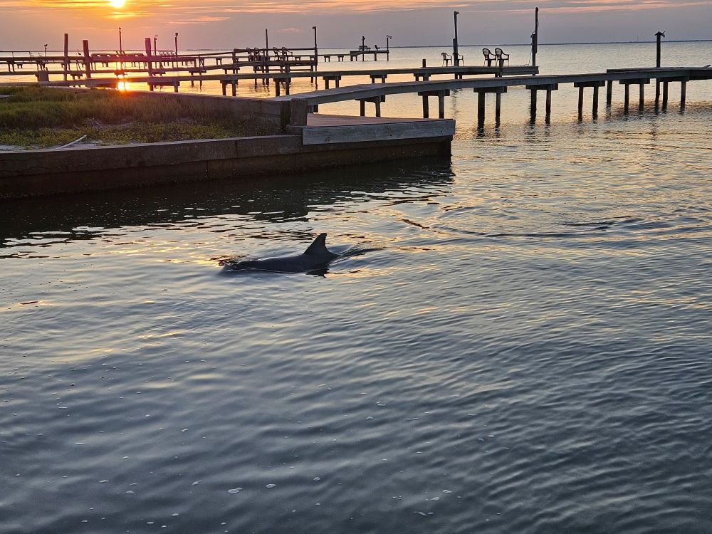 Dolphin next to bulkhead, with piers and sunset in background. 