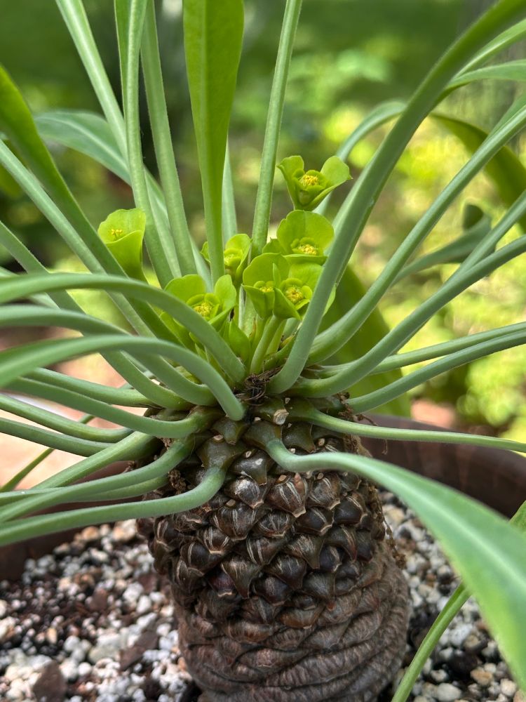 A flowering but fucked up pineapple (it’s an E. bupleurifolia, not a pineapple)