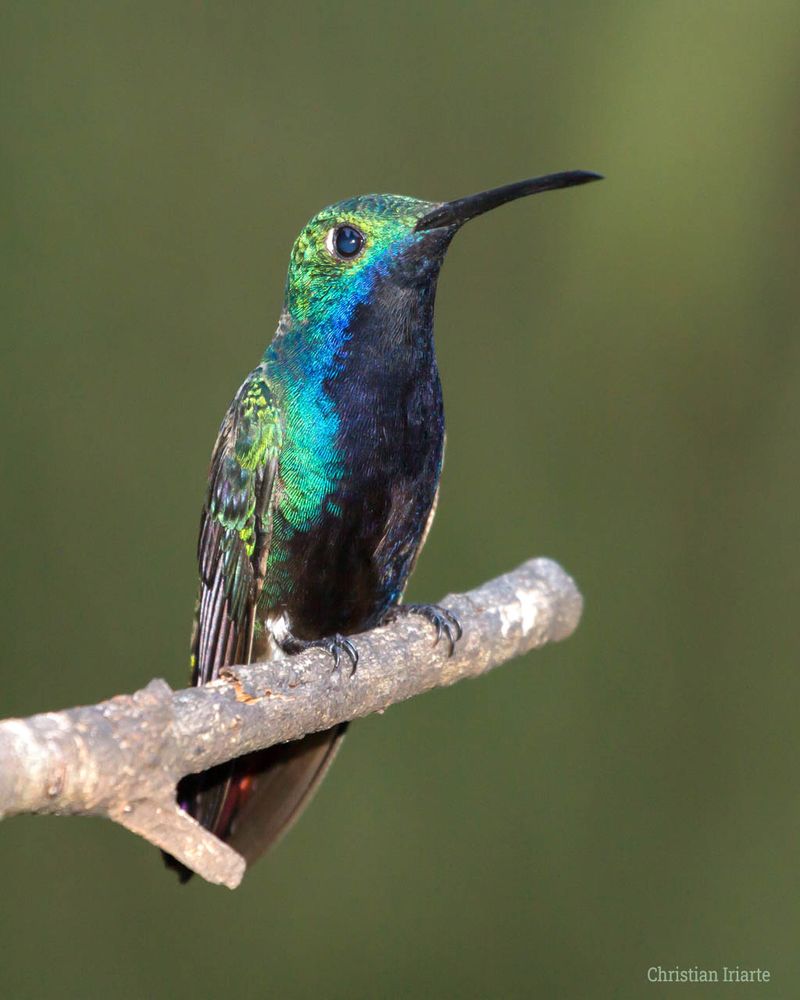 Black-throated Mango - Iguazú, Argentina