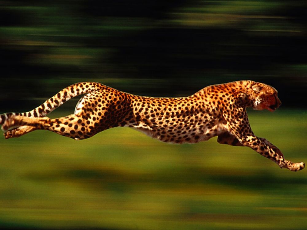 A picture of a cheetah