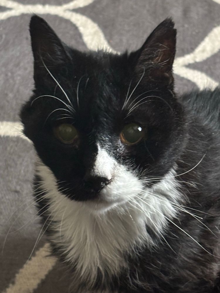 A cat looking at the camera