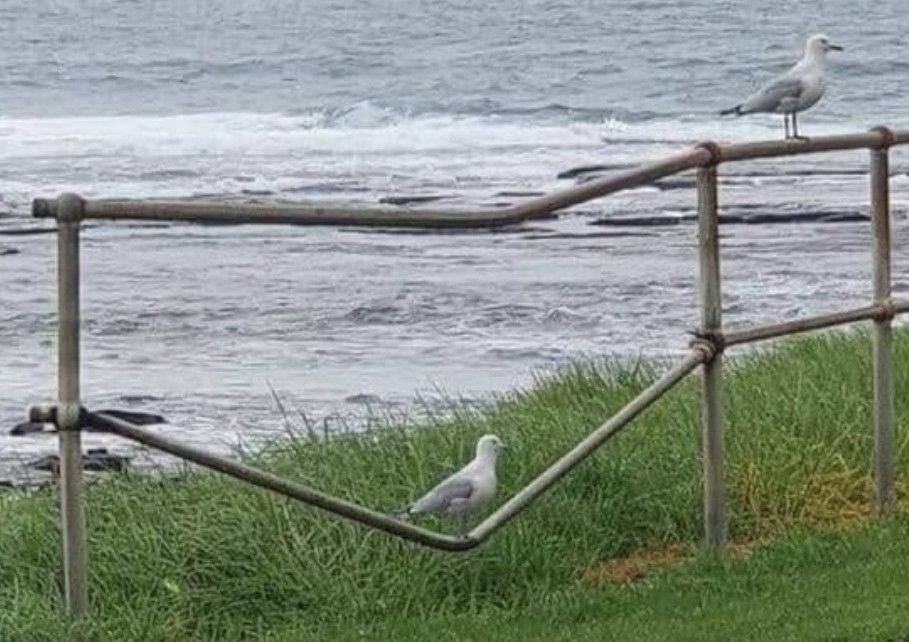 Dove on metal fence. Did the dove cause the shape of the metal bar? Or is it just sitting there ? 