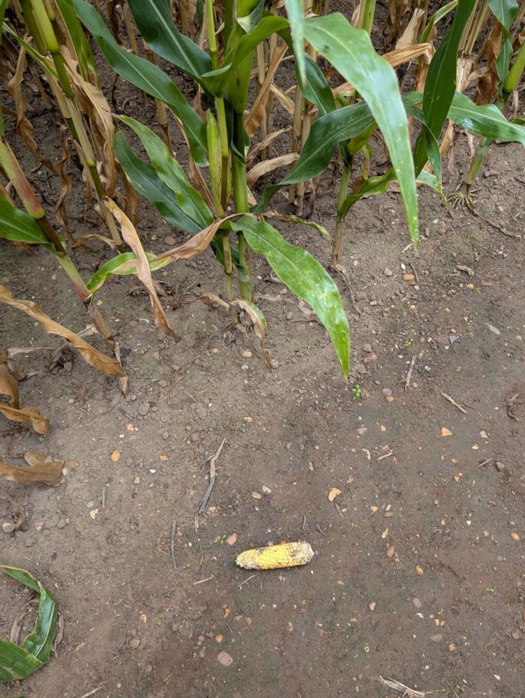 One sad, battered and bruised corn on the cob on the ground of the maize maze