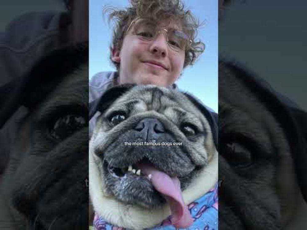 10 years ago today I rated my very first dog!