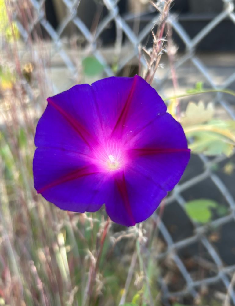 Luminescent purple morning glory flower 