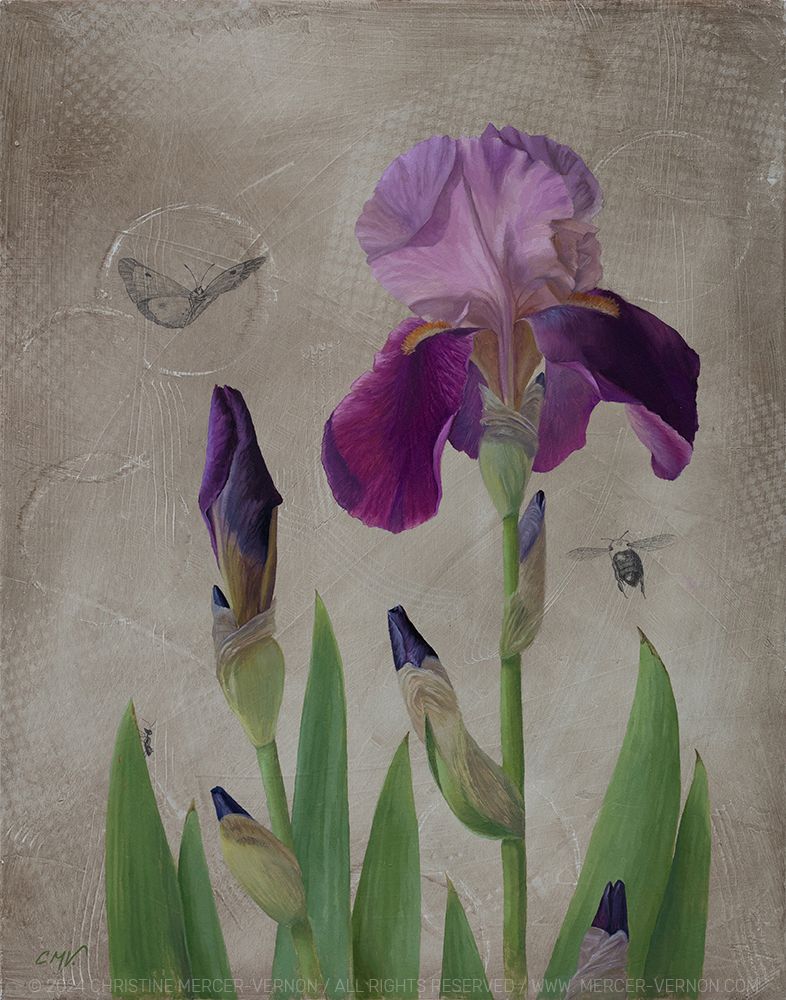 An oil painting of a pink purple iris. The background is distressed to look like paper with several cup ring marks. One ring features a flying cabbage moth that is draw in graphite. From left to right, there are two pointed iris leaves, one with. an ant crawling up the right side. Nest, there is an iris stem with three unopened buds. The largest bud is at top and just about to unfurl, the petals are a deep purple. Two more leaves peek up through the center with a larger flower stem to the right. One unopened bud peeks up from the bottom of the panel with two more going up the stem. At top sits a fully open iris. the top petals are a light pink purple color, with the three bottom petals in a rich purple magenta color with yellow beards. Two more leaves are to the right of this stem and above them flies a bee positioned from behind as it is flying into the painting. 
