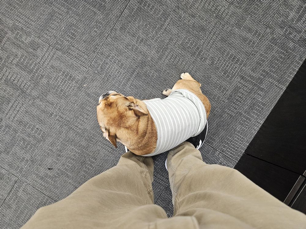 A potato shaped dog sitting on my feet, her name is Olive and she's wearing a little blue shirt. 