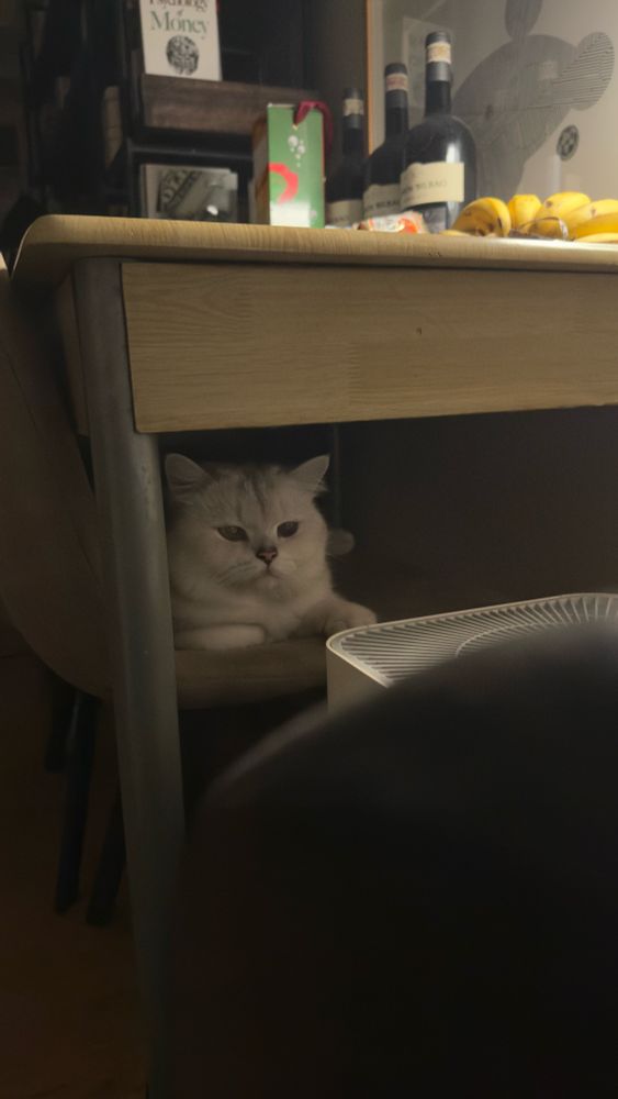 Draco Mewcius Meowfoy sits beneath his mum’s breakfast table, wondering what he ever did to deserve the increasingly complex catified moniker that her dream self decided to give him