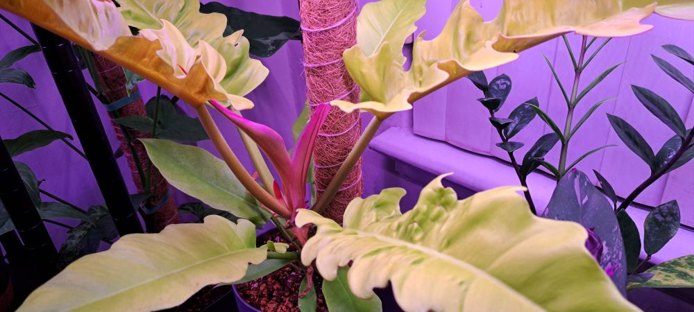 Same plant, slightly wider view showing yellow-green crumpled leaves that resemble a crocodile's skin or my bedsheets on any given morning.