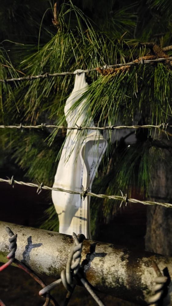 A pair of white Jockey brand briefs hangs from a length of barbed wire. A branch from an evergreen tree is touching the briefs.