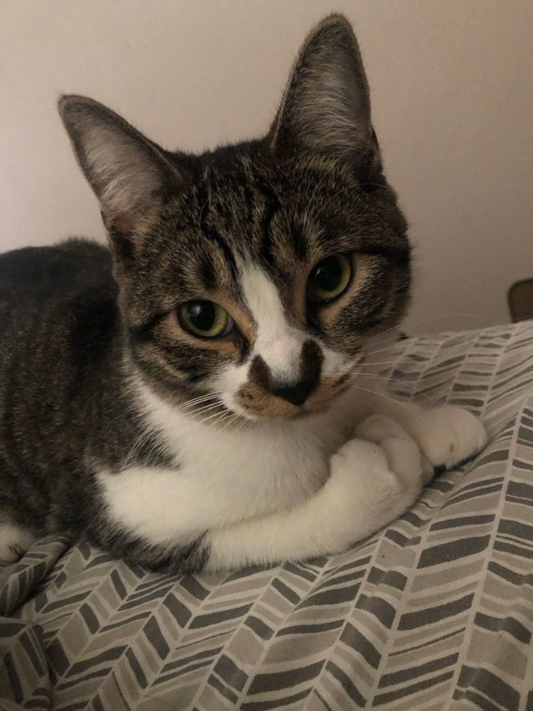Grace sitting with her paws curled looking at the camera. She’s a gray tabby and polydactyl. 