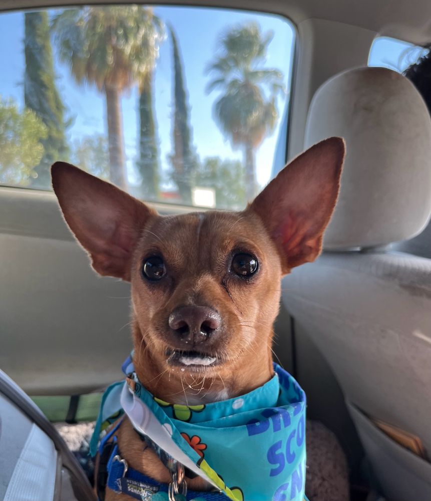 Felix my Chihuahua sitting in his car seat in the car. He has white foam from his pup cup on his chin. He’s also wearing a Scooby Doo bandana around his neck. 