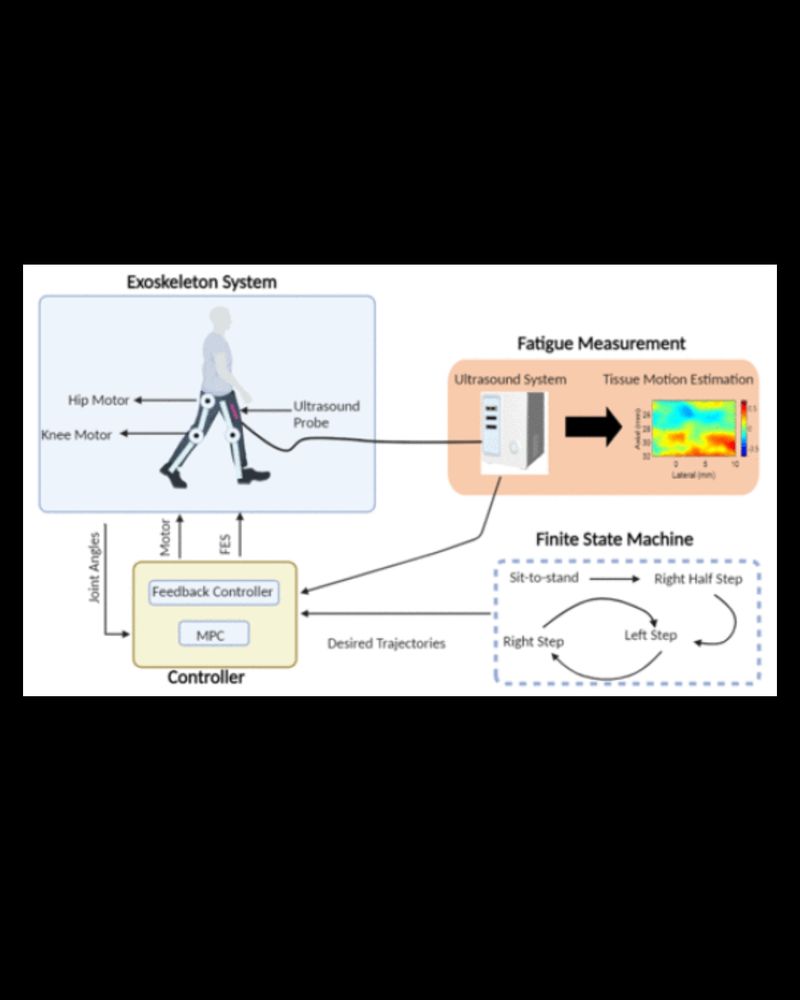 Overview of proposed real-time US imaging technique for shared control. Measuring US-derived strain changes during isometric contractions in real-time could lead to more accurate allocation between FES and motors during shared control. As the muscle fatigues, the hybrid exoskeleton should reduce the FES input while increasing motor usage.