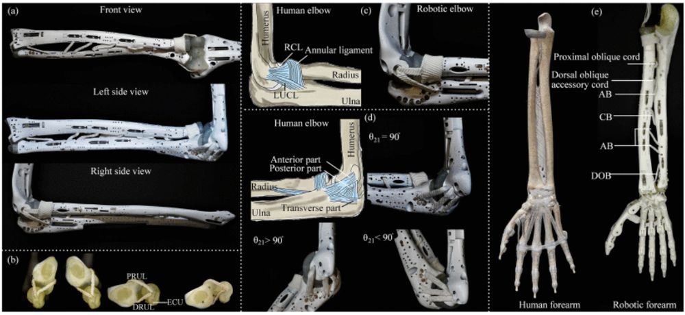 (a) Prototype of the skeleton-ligament system of the forearm and elbow, including front view, left and right side views. (b) TFCC during pronation. The DRUL will slide across the distal ulna head and then across the ECU before starting to bend. (c) LCL including RCL and LUCL, annular ligament of the human and robotic elbow prototype; (d) MCL of the human and robotic elbow. (e) Human forearm and hand, and the prototype of the robotic forearm and hand.
