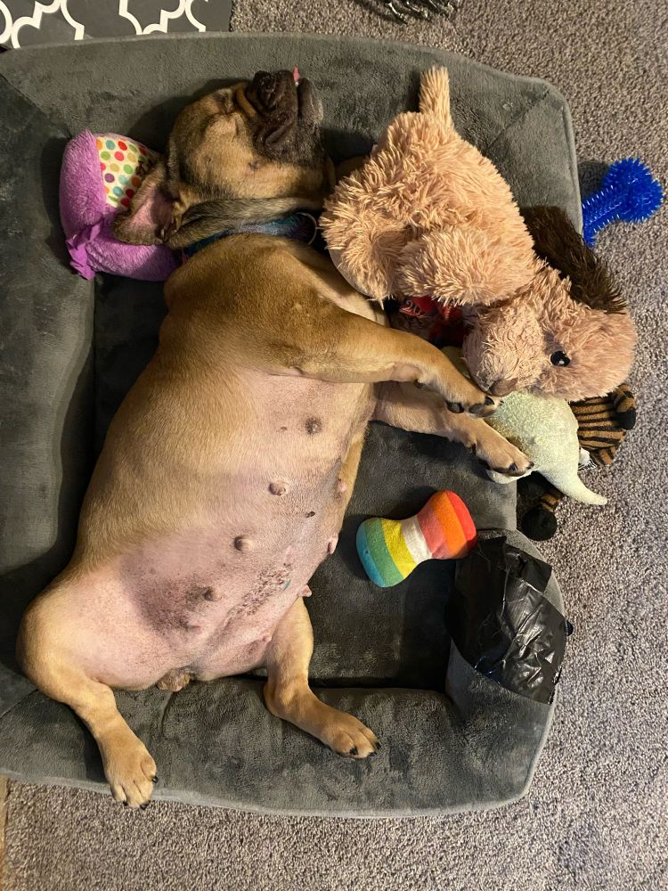 Brown pug/frenchie mix laying on her back, on a grey dog bed with various stuffed animals around her