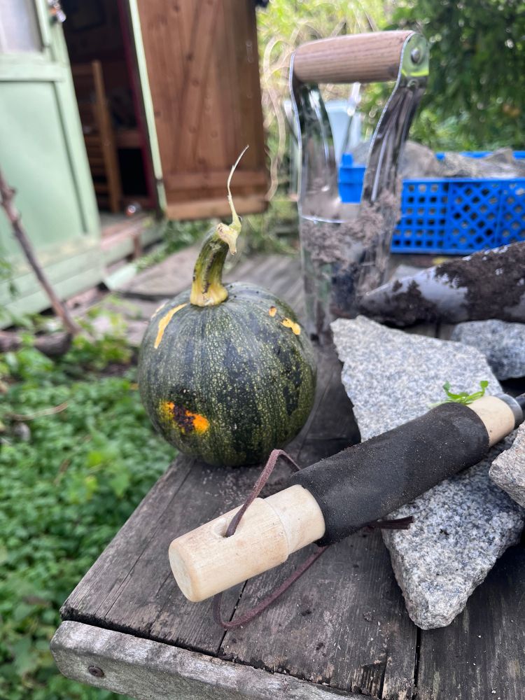 En grön pumpa som någon har gnagt på, på ett bord med trädgårdsredskap på.