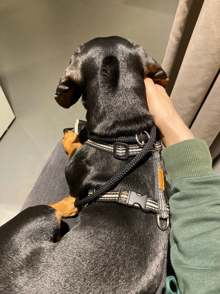 Schwarzer Dackel liegt mit dem Rücken zum Handy auf meinem Schoß und wird am Hals von meiner rechten Hand gekrault 