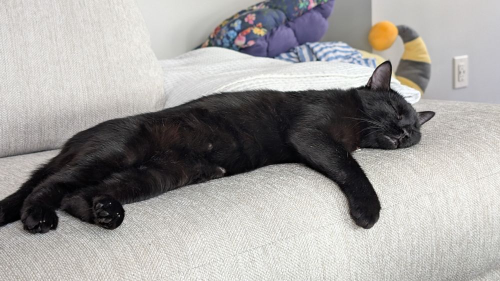 A black cat asleep on a sofa, she is laying on her side with one arm draped over the side of the couch cushion