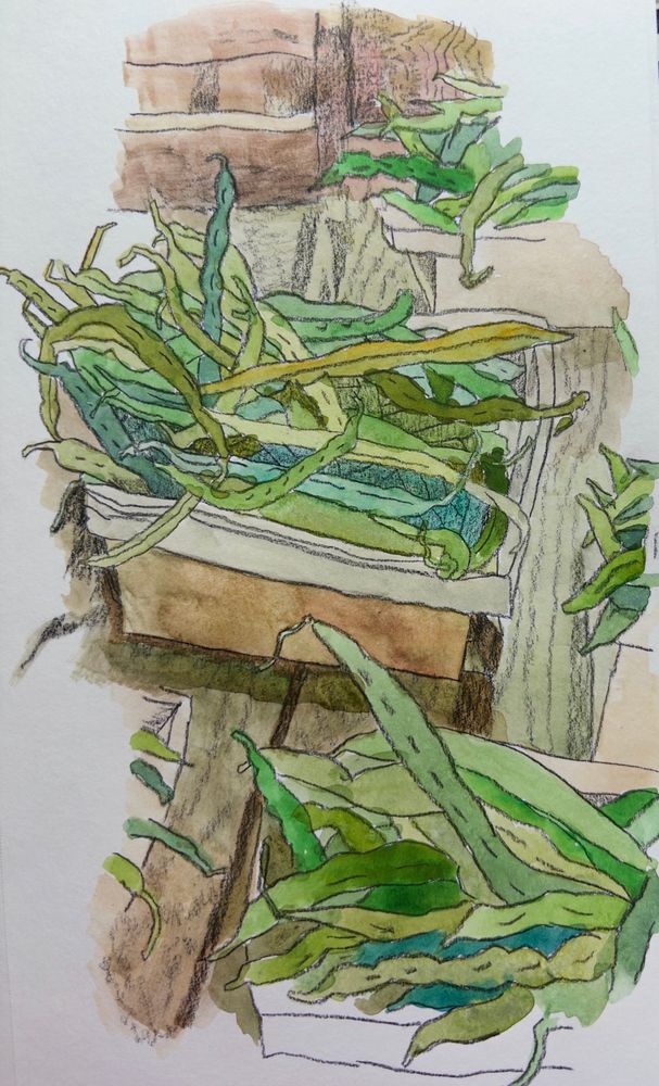 Watercolor + pencil drawing of green beans in baskets 