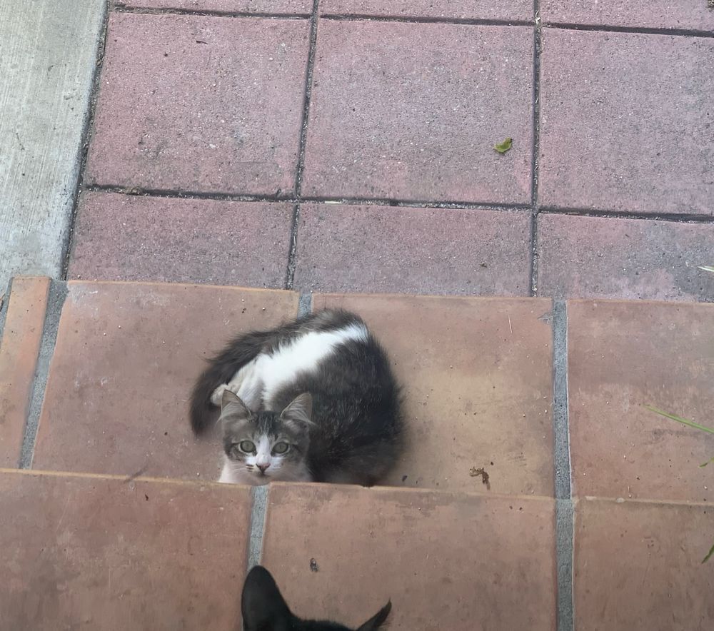 same kitten, half-hiding behind a step on an outdoor tile staircase, again looking shocked and suspicious directly at the camera