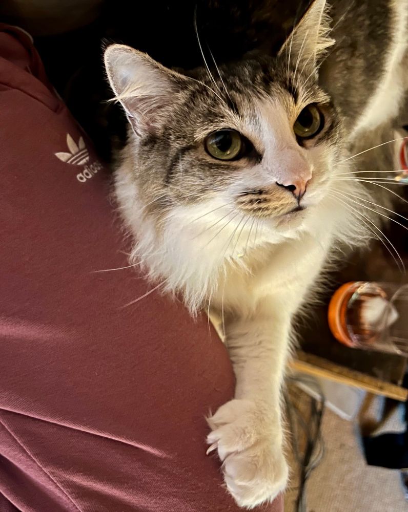 same cat, on a leg again, with one big white cauliflower paw kneading either a visible claw out