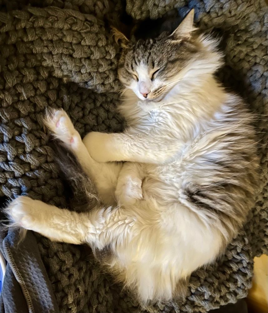 a soundly sleeping fluffy white and gray tabby cat with her limbs all poking out every which way