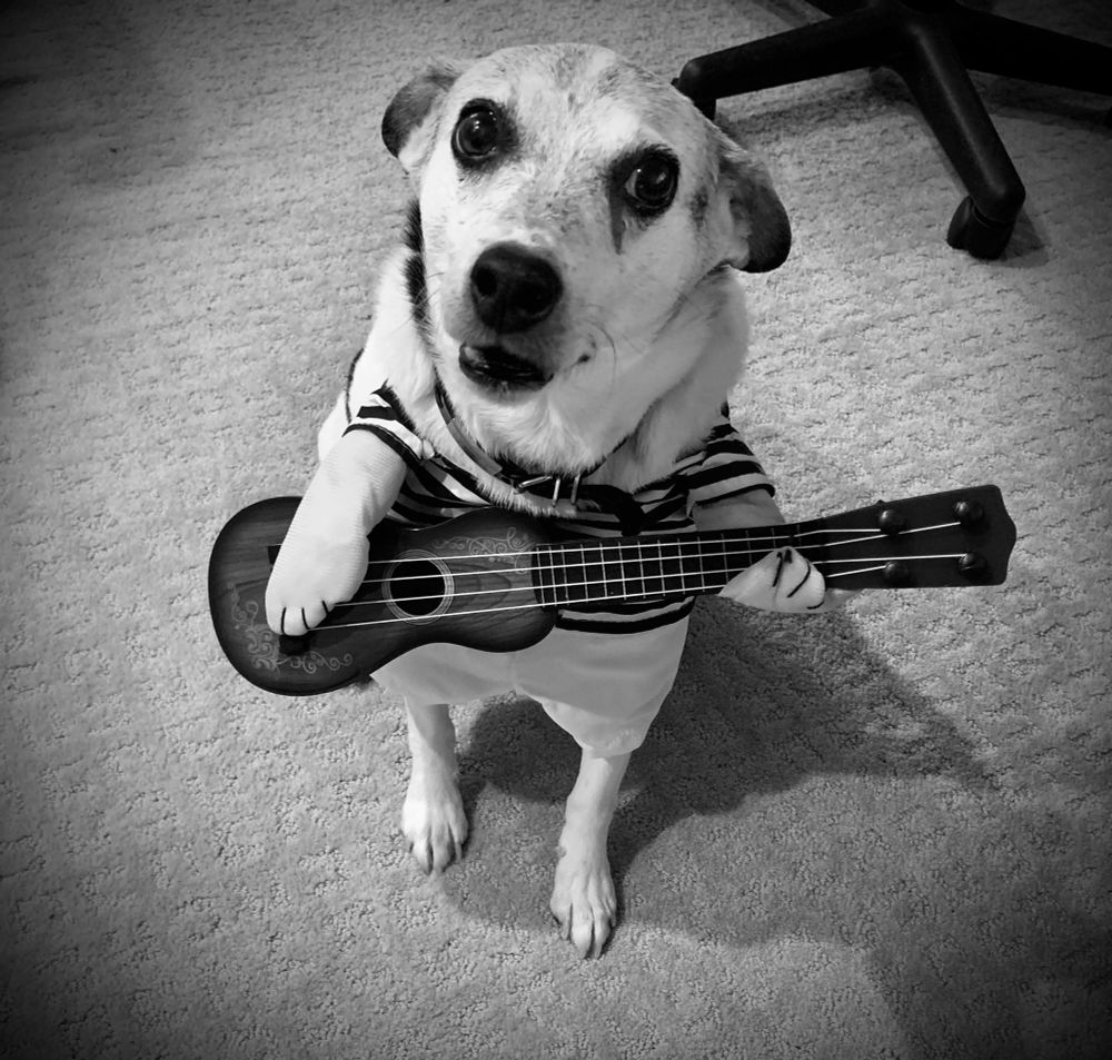 A small dog is dressed in a costume that makes him appear to be playing a ukulele. He is adorable.