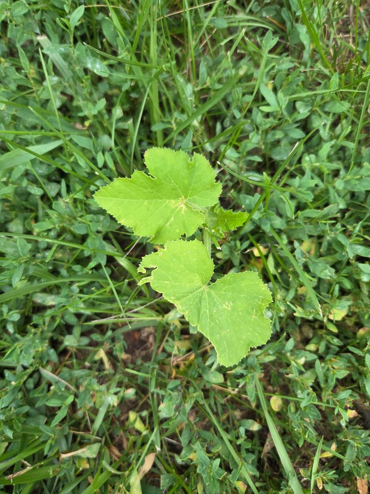 Tiny squash plant