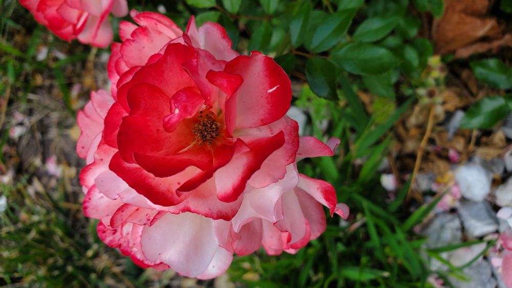 A small red, pink and white rose blooms against a green background of leaves and grass