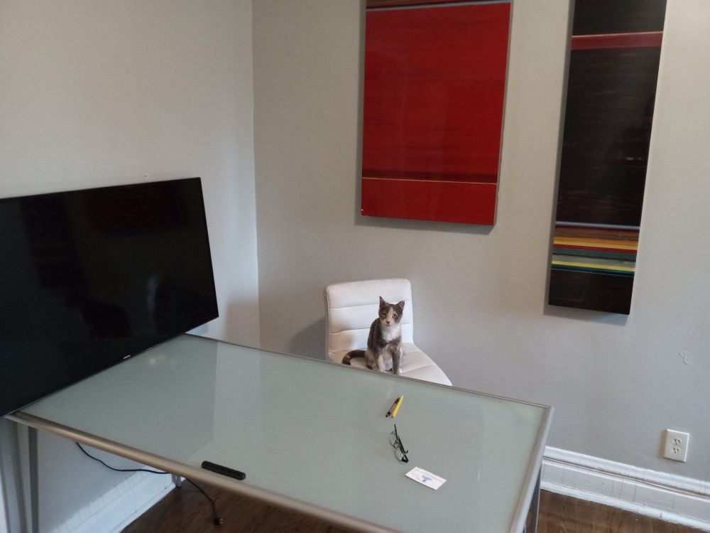 News desk set built a calico cat sitting on a chair behind the desk.  Large monitor on one wall large artwork block colors on the other. 